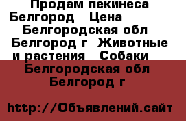 Продам пекинеса Белгород › Цена ­ 4 000 - Белгородская обл., Белгород г. Животные и растения » Собаки   . Белгородская обл.,Белгород г.